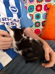 Is Ziggy a silly name for a girl kitten