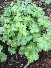Plant ID help?