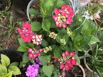 Very shade-tolerant plants (for pots)