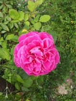 Rose ID help