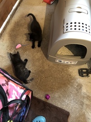 6 week old kittens.