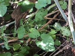 Is this bindweed or... knotweed?