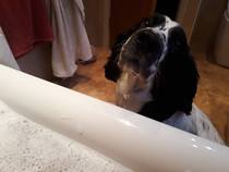 Dog keeps following me!