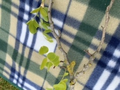 What tree is this?