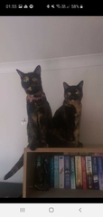Kittens!!!! (With pictures!)