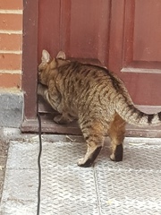 Thug Cat part 2. What, has this thing appeared again tonight?