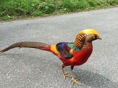 There's a PEACOCK in my garden!!