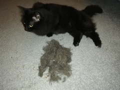 I knew my hoover was crap... I've practically made a second cat!