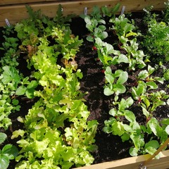 Allotment/Veg Patch Thread 15 - will winter ever end?