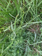 Growing a meadow