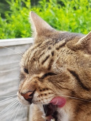 Thug Cat part 2. What, has this thing appeared again tonight?