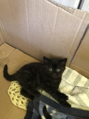 6 week old kittens.