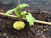 Help! What is the matter with these cucumbers?