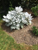 What would you plant in a raised flower bed?