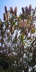 Name of tree