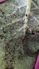Help! Apple tree infestation