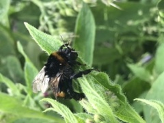 Can anyone identify this bee?