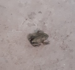 Minuscule froglets