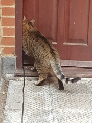 Thug Cat part 2. What, has this thing appeared again tonight?