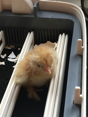 Bootcamp Ordinaire - Week 2