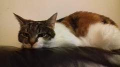 AIBU to leave my cat outside with a sign around his neck saying ‘free to a good home’?