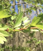 Can anyone identify these insects?