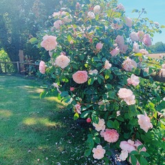 Can We Have A Thread Of Pictures Too ?