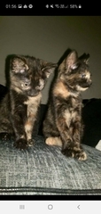 Kittens!!!! (With pictures!)