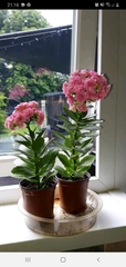 What is this plant?