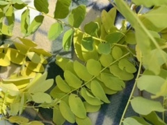 What tree is this?