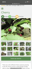DS has eaten wild berries he found on a tree - help