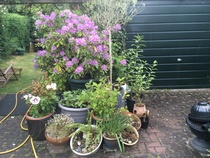 Container gardening