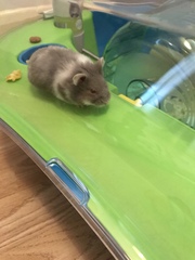 What type of hamster