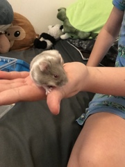 What type of hamster
