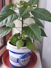 What's this growing in my chilli plant?