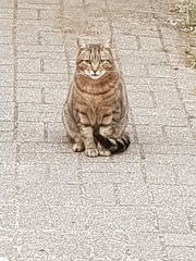 Thug Cat part 2. What, has this thing appeared again tonight?