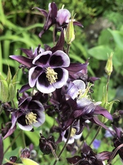 Flowers for J K Rowling