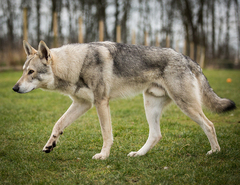 Wolfdog?