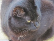 Any Witches Here? Part 11