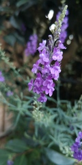 ID this please