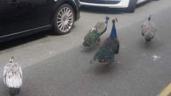 There's a PEACOCK in my garden!!