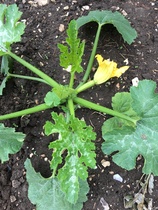 Allotment/Veg Patch Thread 15 - will winter ever end?