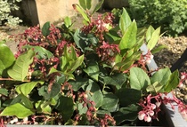 Please ID this shrub