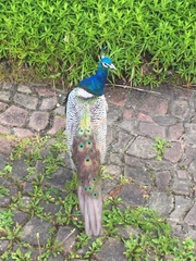There's a PEACOCK in my garden!!