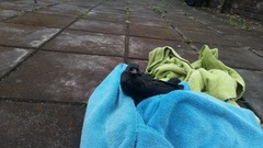 AIBU to ask for advice about a fallen fledgling?