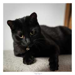 Cat/kitten photos.