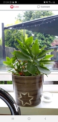 What is this plant?