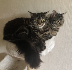 Captain V and Paws, rulers of the world