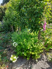 Plant ID please
