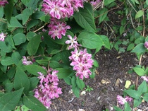 Shrub ID please
